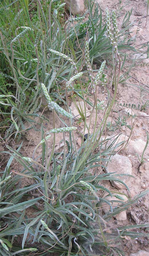 Image of Plantago cylindrica specimen.