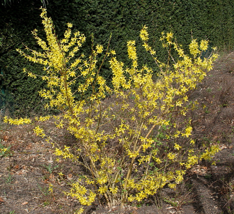 Изображение особи Forsythia &times; intermedia.