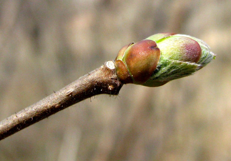 Image of Corylus avellana specimen.