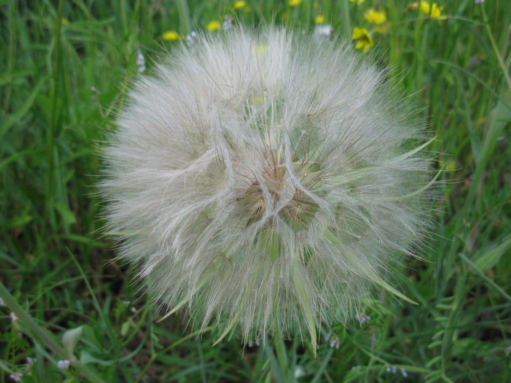 Image of Tragopogon dubius ssp. major specimen.