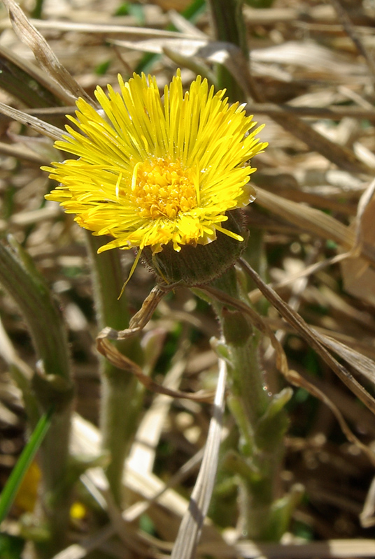 Image of Tussilago farfara specimen.