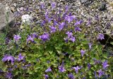 Campanula garganica. Часть цветущего растения. Германия, г. Krefeld, Ботанический сад. 08.06.2013.