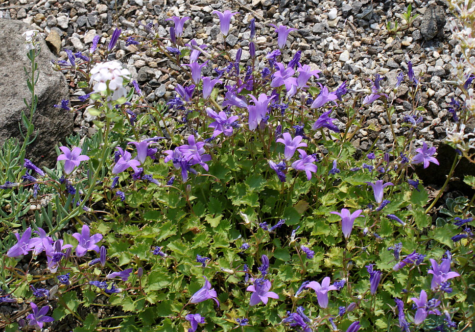 Изображение особи Campanula garganica.