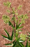 Filipendula ulmaria. Верхушка побега с распускающимися соцветиями. Германия, г. Krefeld, Ботанический сад. 10.06.2013.