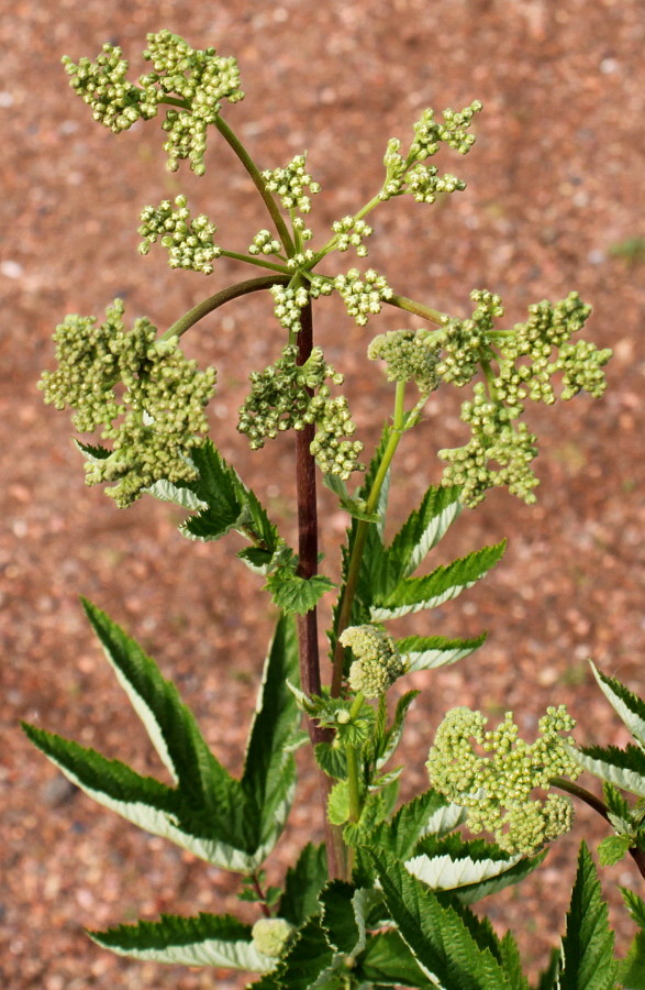 Image of Filipendula ulmaria specimen.