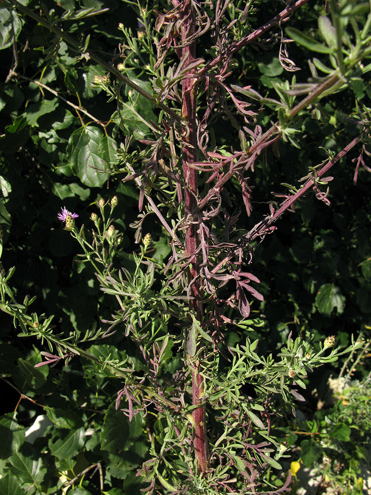 Image of Centaurea biebersteinii specimen.