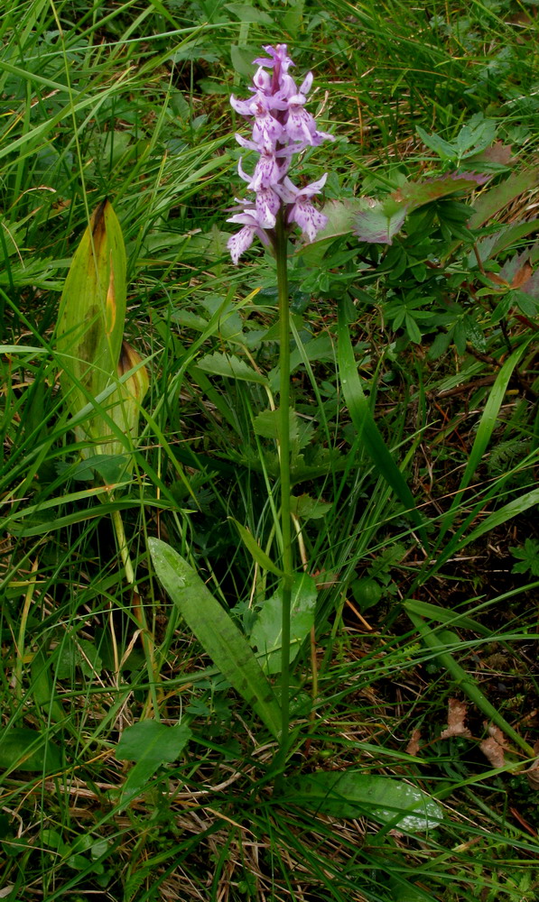 Image of Dactylorhiza fuchsii specimen.