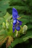 Aconitum axilliflorum. Цветок. Приморский край, окр. г. Находка, липовый лес. 25.08.2013.