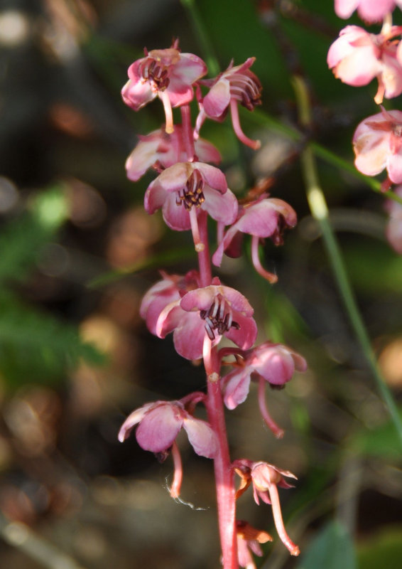 Изображение особи Pyrola incarnata.