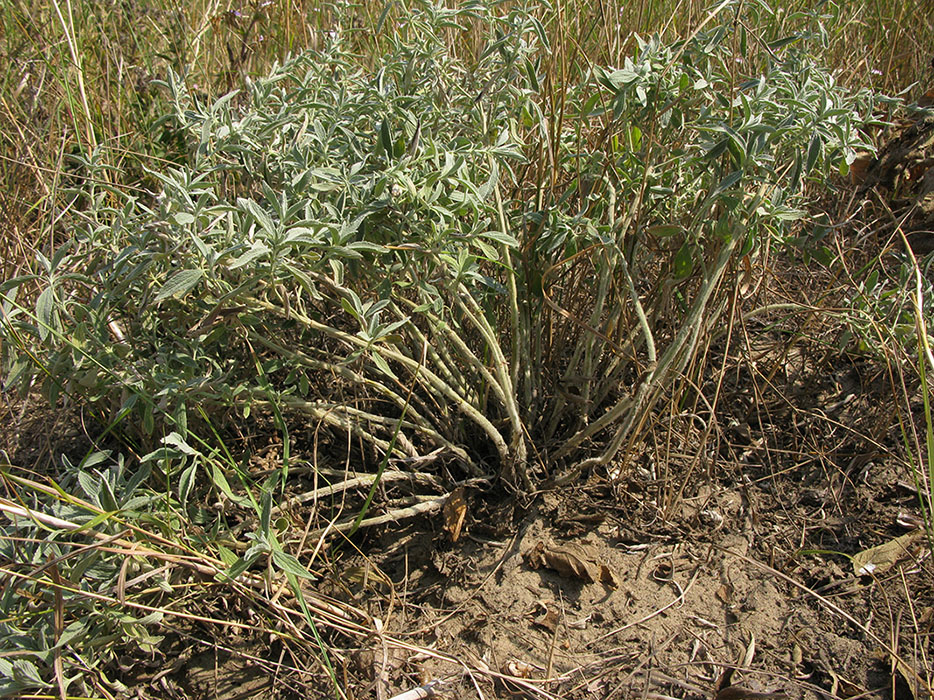 Image of Marrubium peregrinum specimen.
