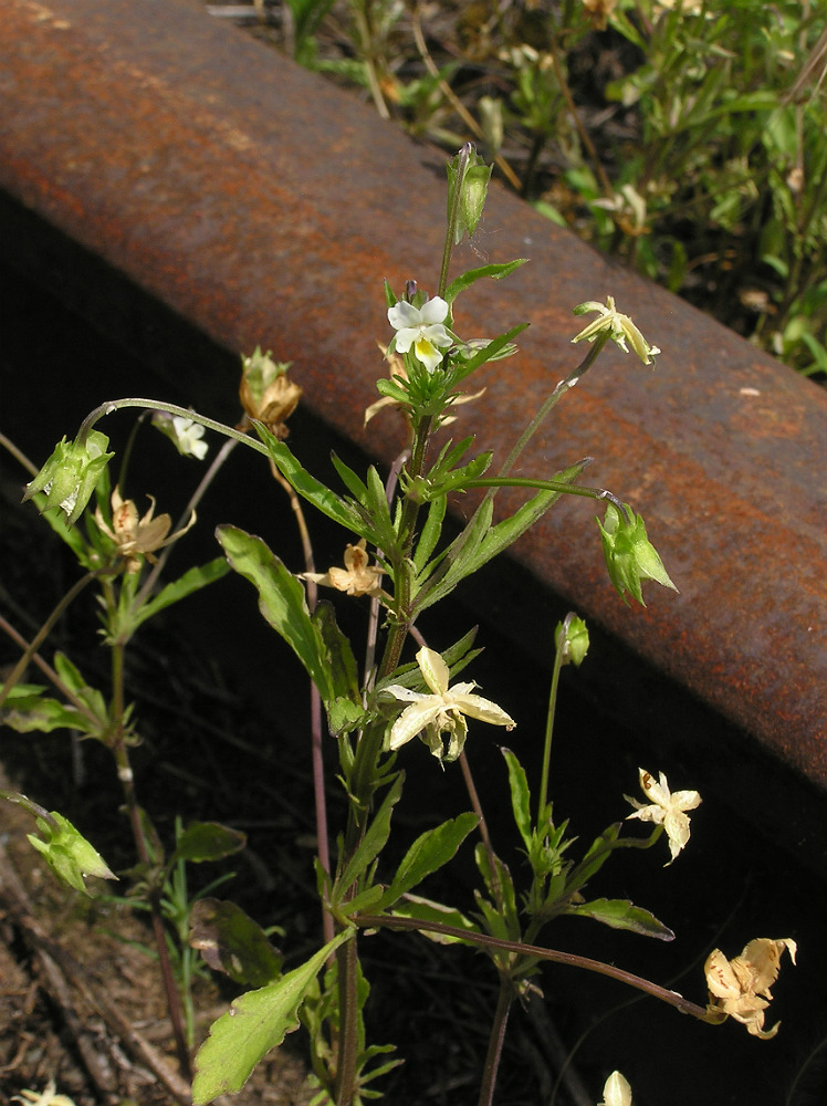 Image of Viola arvensis specimen.