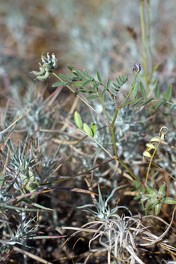 Изображение особи Astragalus campylotrichus.