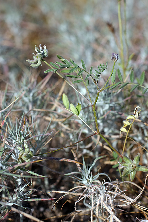 Image of Astragalus campylotrichus specimen.