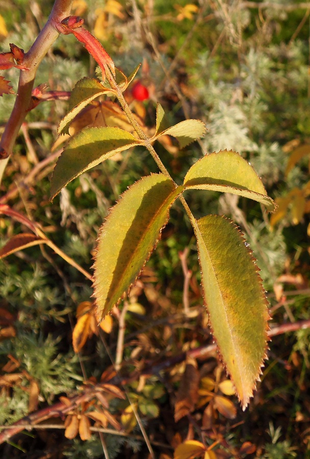 Image of genus Rosa specimen.