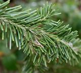 Abies lasiocarpa variety arizonica. Верхушка веточки. Германия, г. Дюссельдорф, Ботанический сад университета. 14.08.2013.