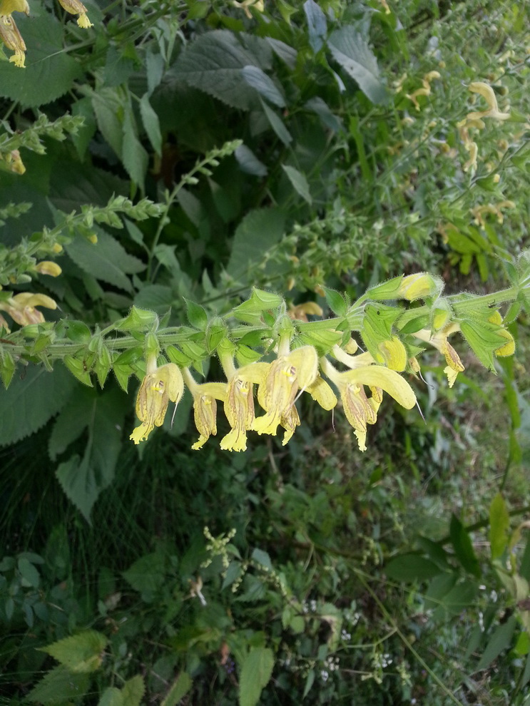 Image of Salvia glutinosa specimen.