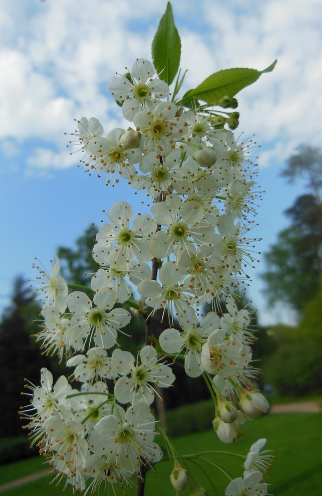 Изображение особи Cerasus pensylvanica.