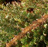 Polystichum setiferum. Средняя часть нижней стороны вайи ('Plumosum Densum'). Германия, г. Дюссельдорф, Ботанический сад университета. 02.03.2014.