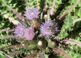 Cirsium esculentum