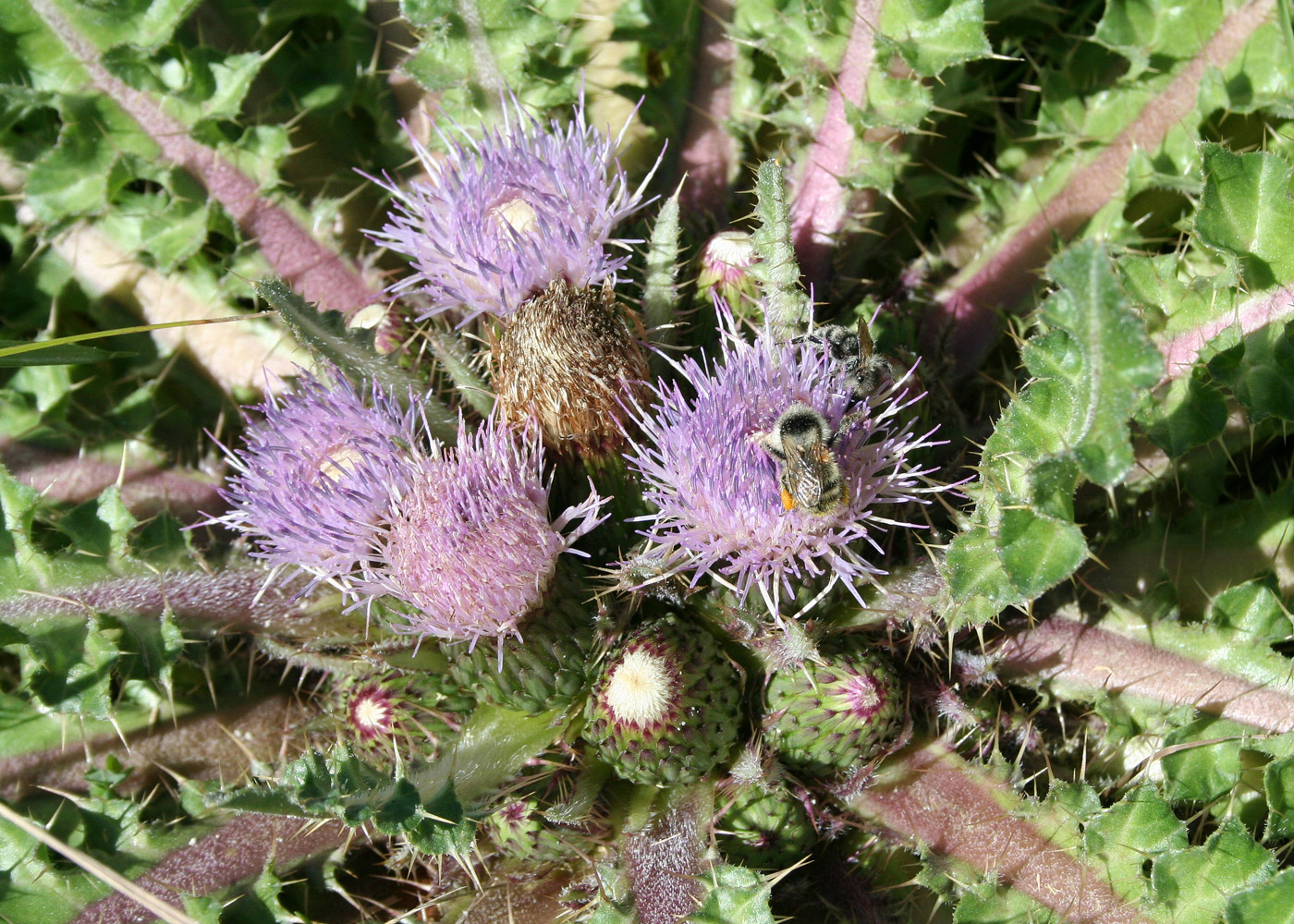 Изображение особи Cirsium esculentum.