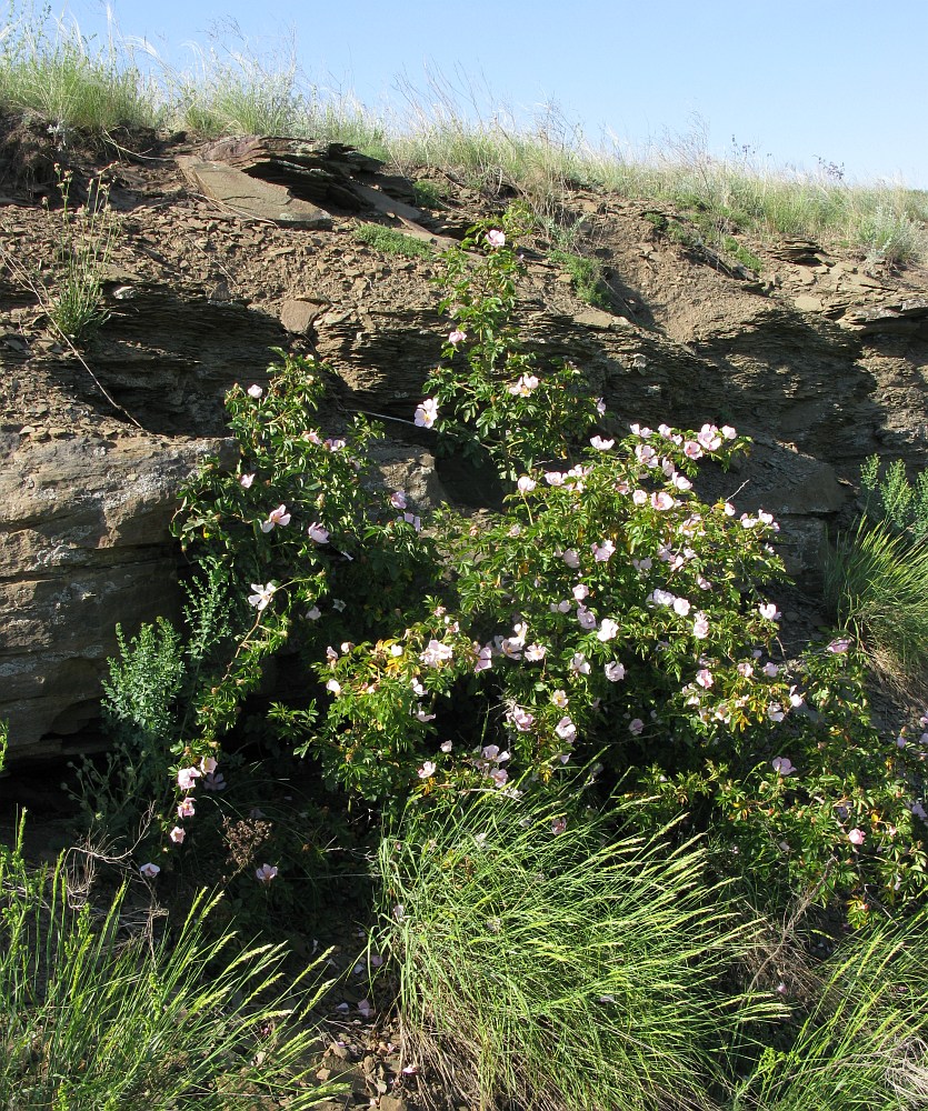 Image of genus Rosa specimen.