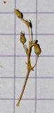 Arenaria подвид viscidula