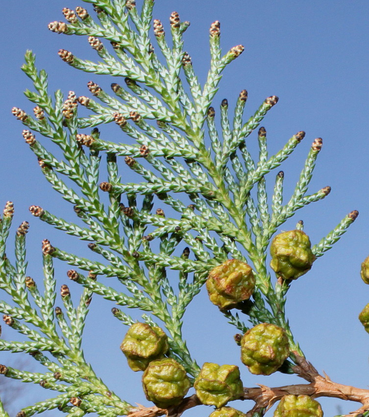 Image of Chamaecyparis pisifera specimen.