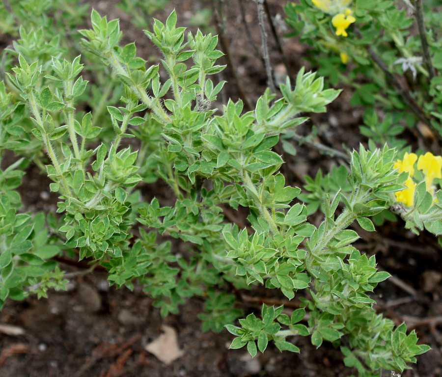 Изображение особи Chamaecytisus supinus.