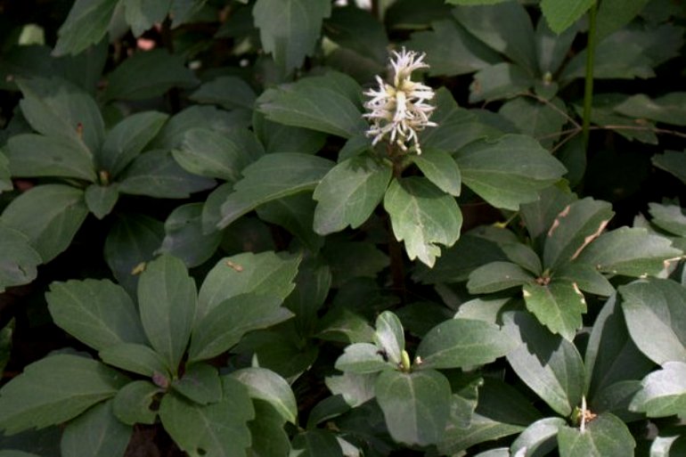 Изображение особи Pachysandra terminalis.