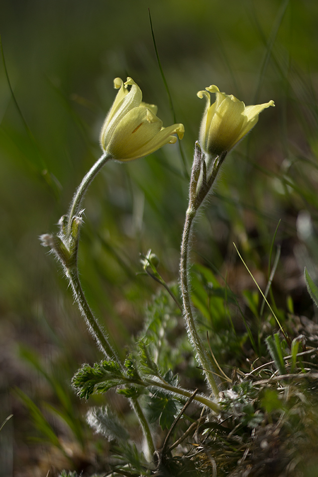 Image of Pulsatilla albana specimen.