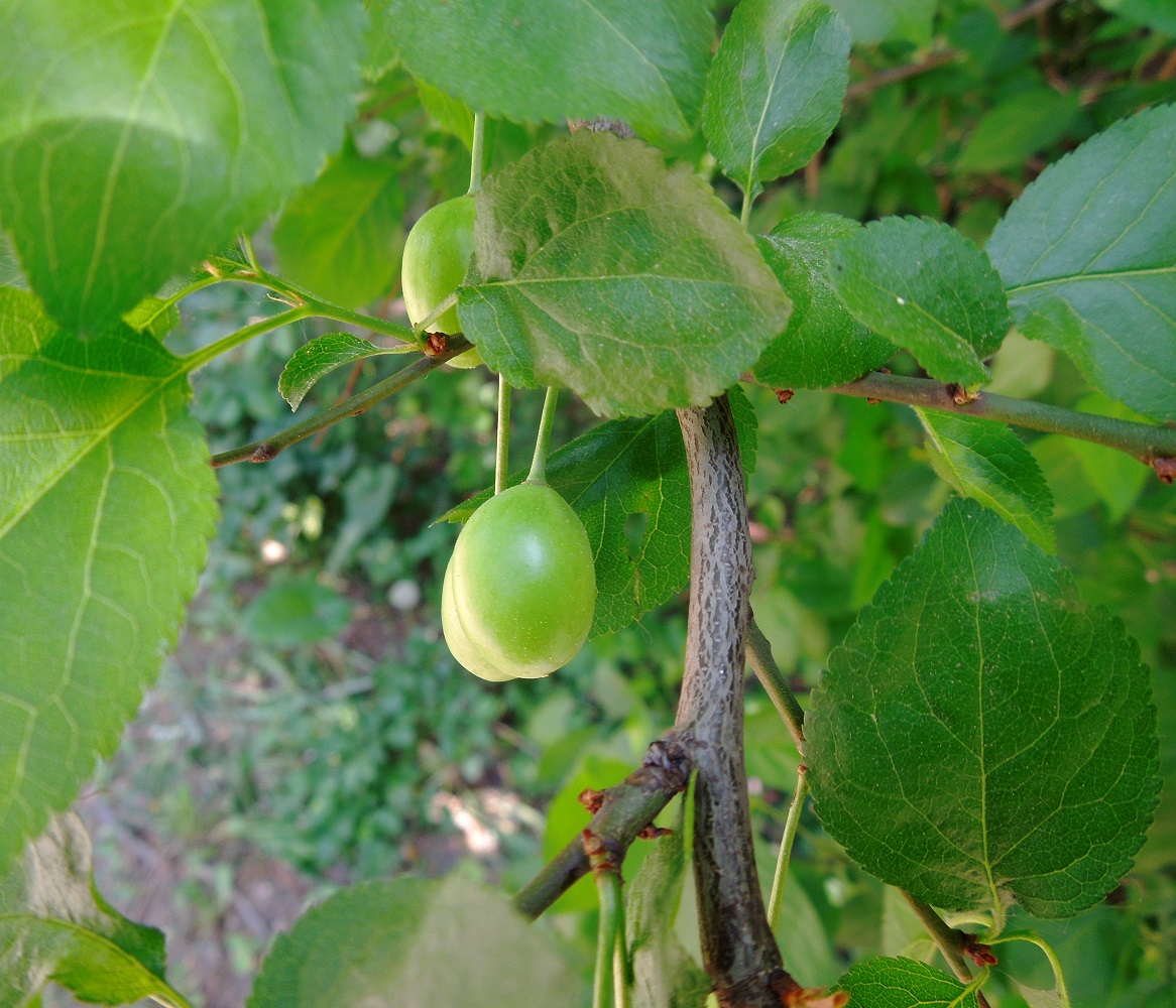 Image of Prunus cerasifera specimen.