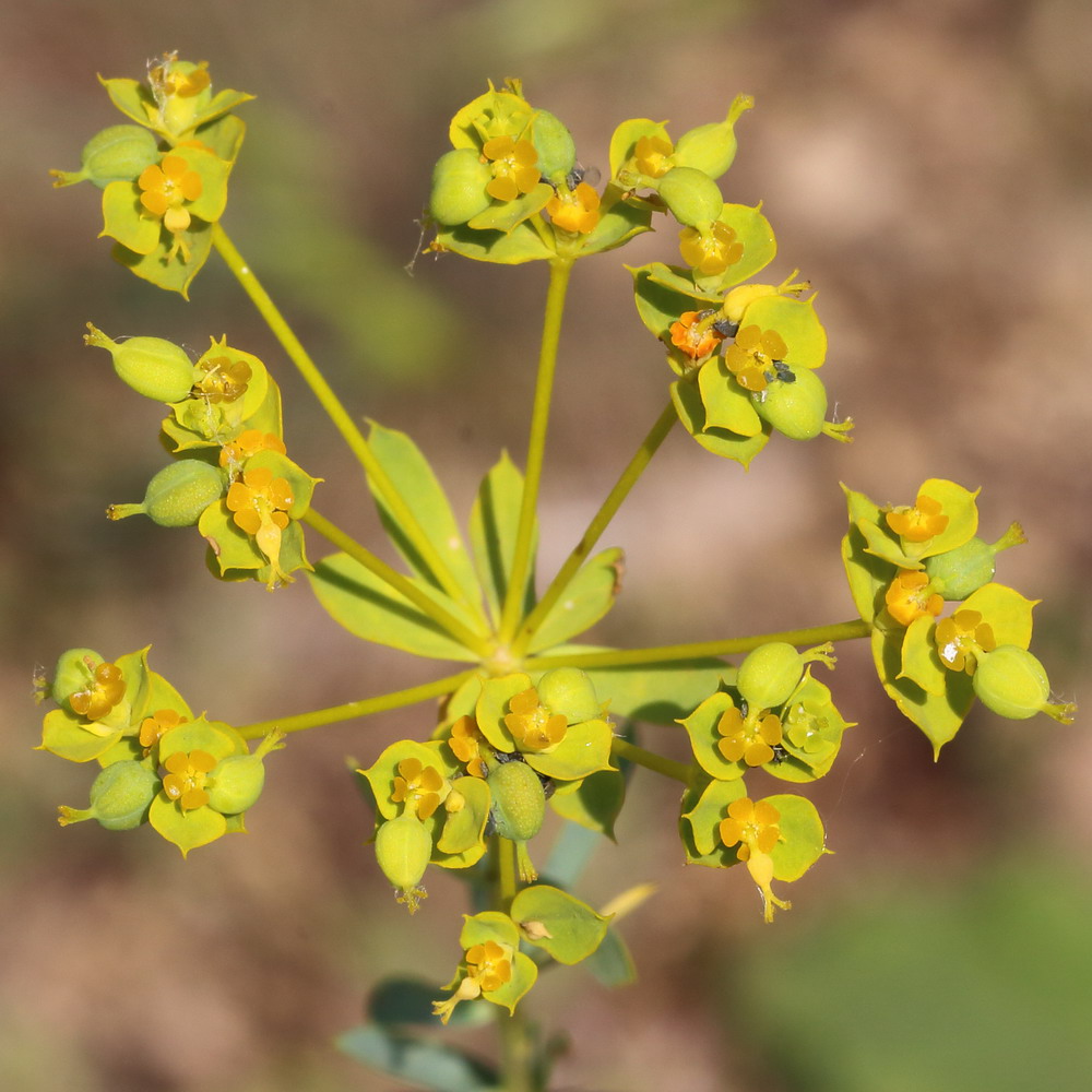 Молочай Euphorbia seguieriana