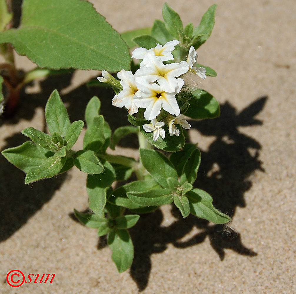 Image of Argusia sibirica specimen.