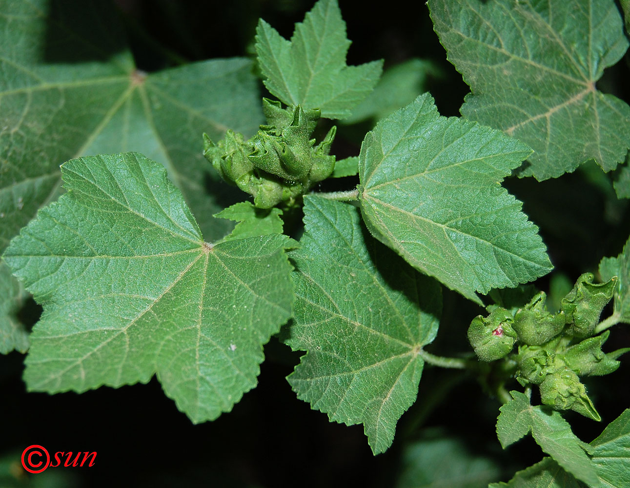 Image of Malva trimestris specimen.