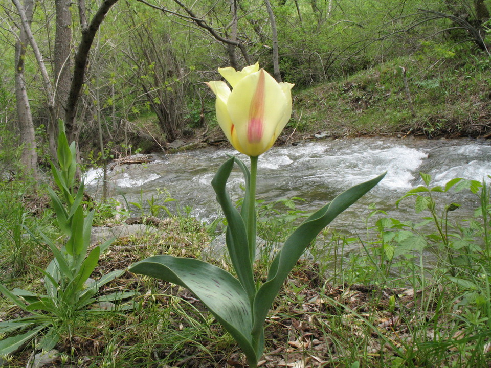 Image of Tulipa greigii specimen.