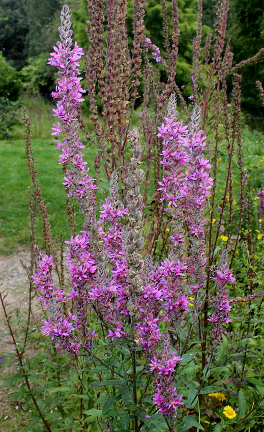 Image of Lythrum salicaria specimen.