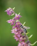 Epipactis atrorubens. Верхушка соцветия с пчелой. Ленинградская обл., Волосовский р-н, опушка травяного сосняка на известняке. 19.07.2014.