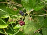 Rubus caesius. Плоды. Ставропольский край, Будённовский р-н, с. Покойное. 23.08.2009.