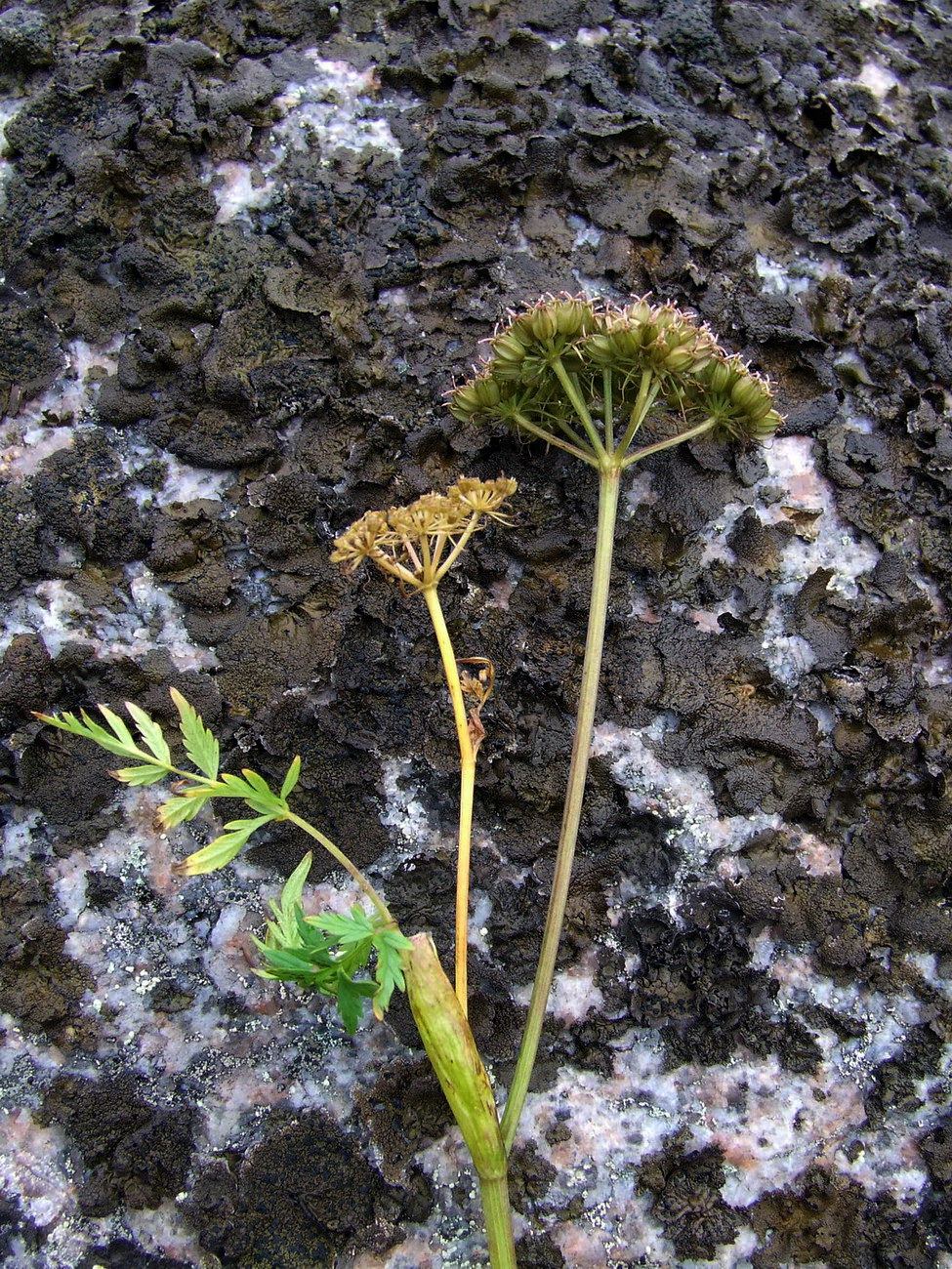 Image of Conioselinum tataricum specimen.