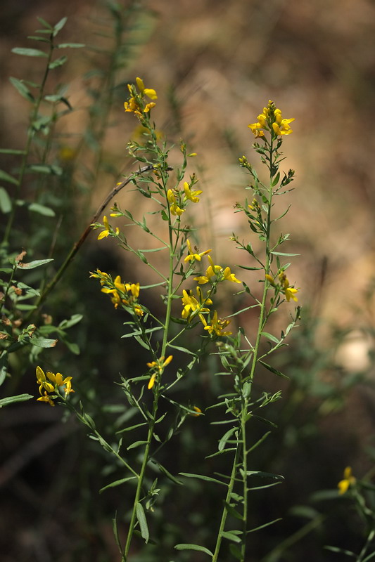 Image of Genista tinctoria specimen.