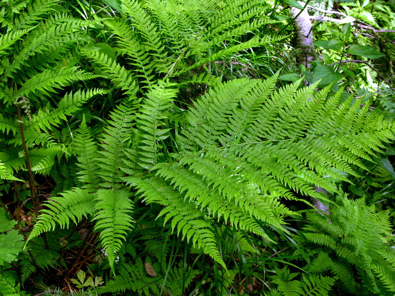 Изображение особи Athyrium monomachii.