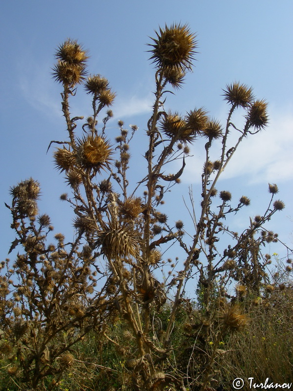 Image of Onopordum tauricum specimen.