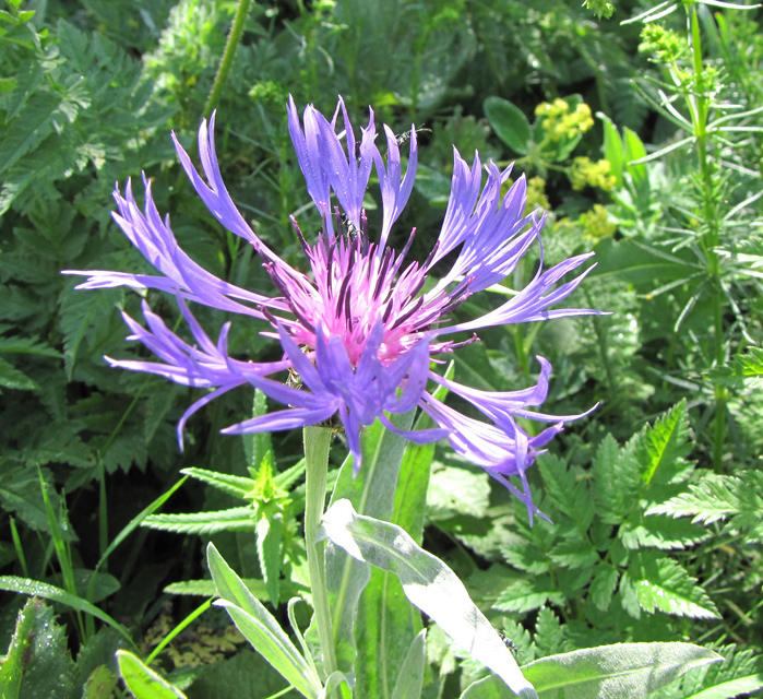 Изображение особи Centaurea fuscomarginata.