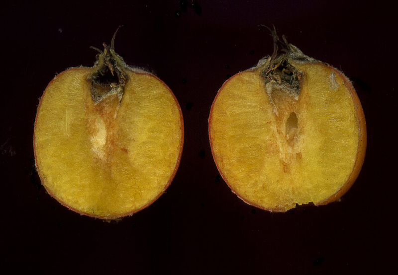 Image of Sorbus aria specimen.