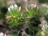 Trifolium lappaceum. Соцветия. Крым, окр. Балаклавы, обочина. 6 июня 2015 г.