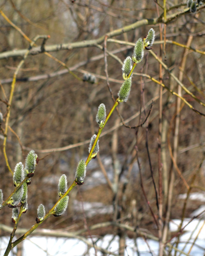 Image of Salix caprea specimen.