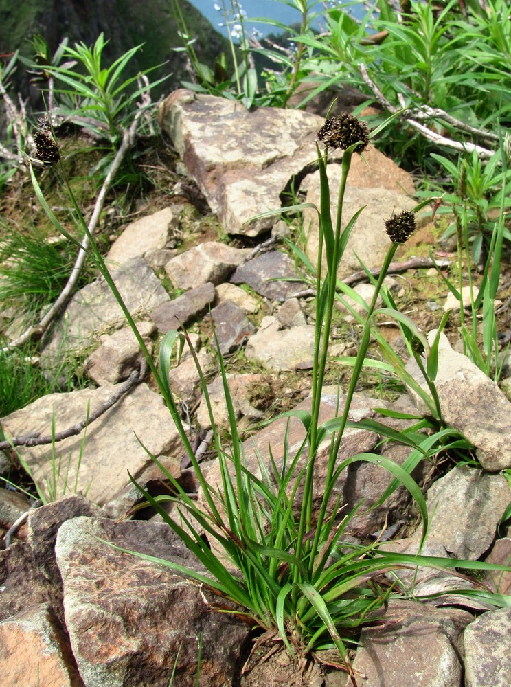 Image of Luzula stenophylla specimen.