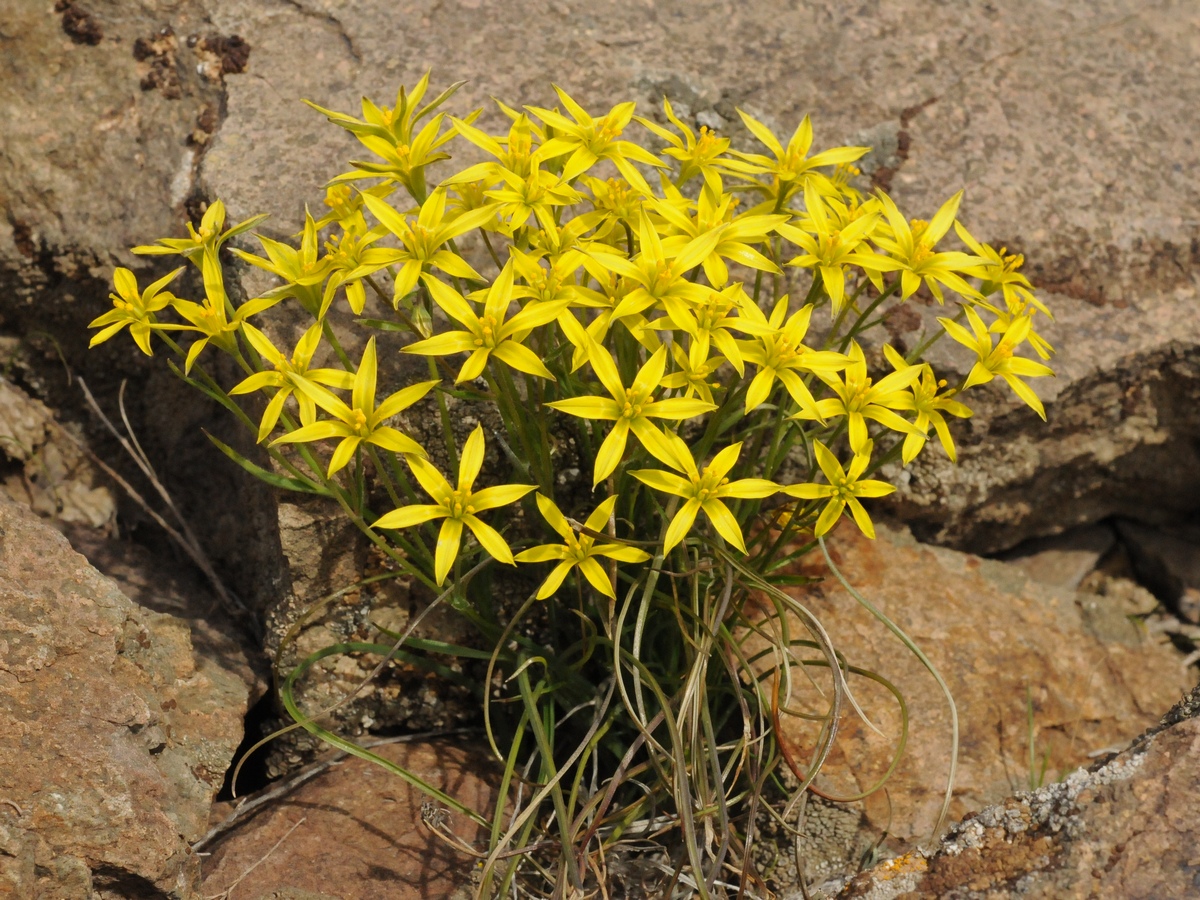 Image of Gagea bulbifera specimen.