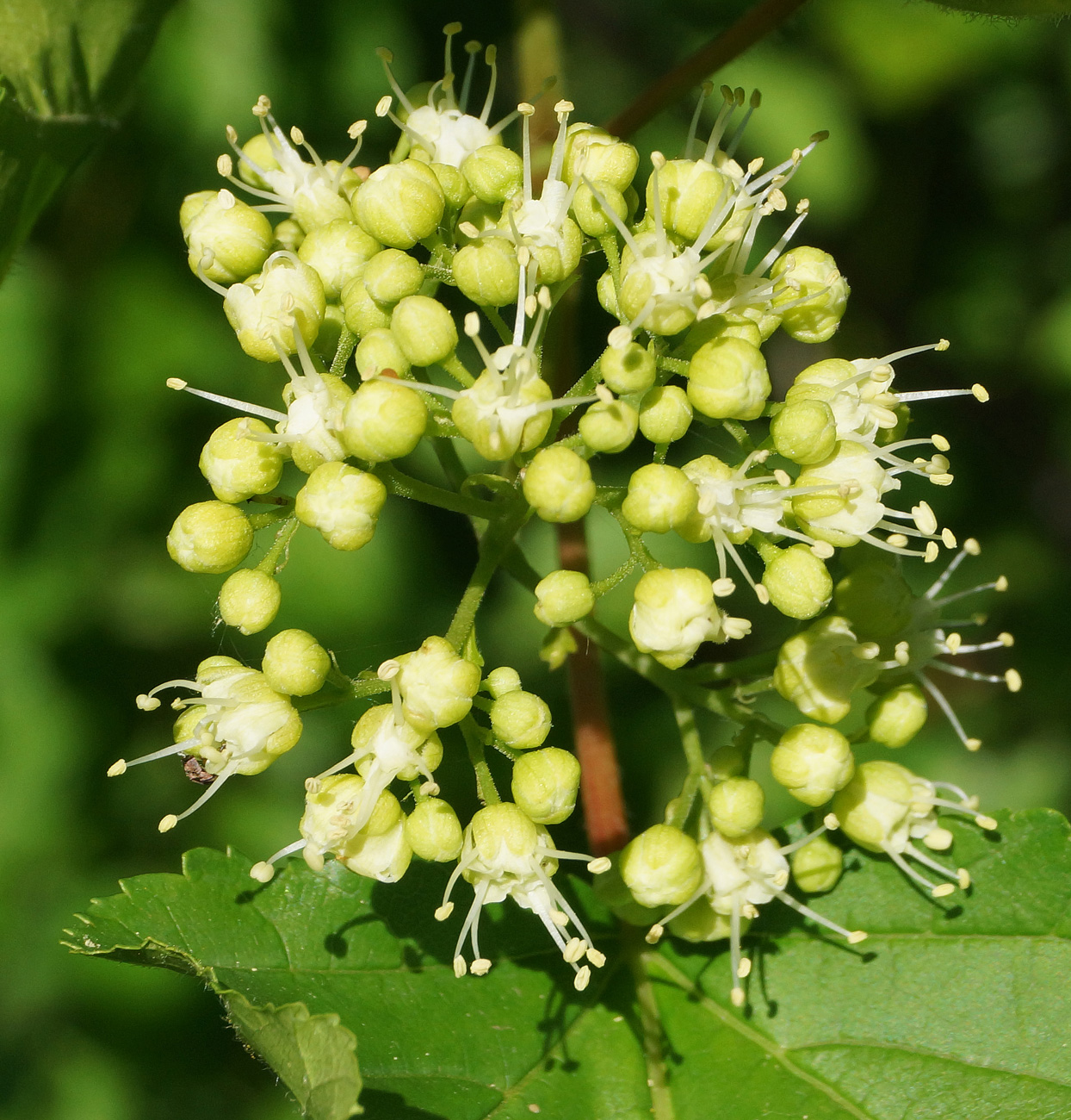 Image of Acer tataricum specimen.