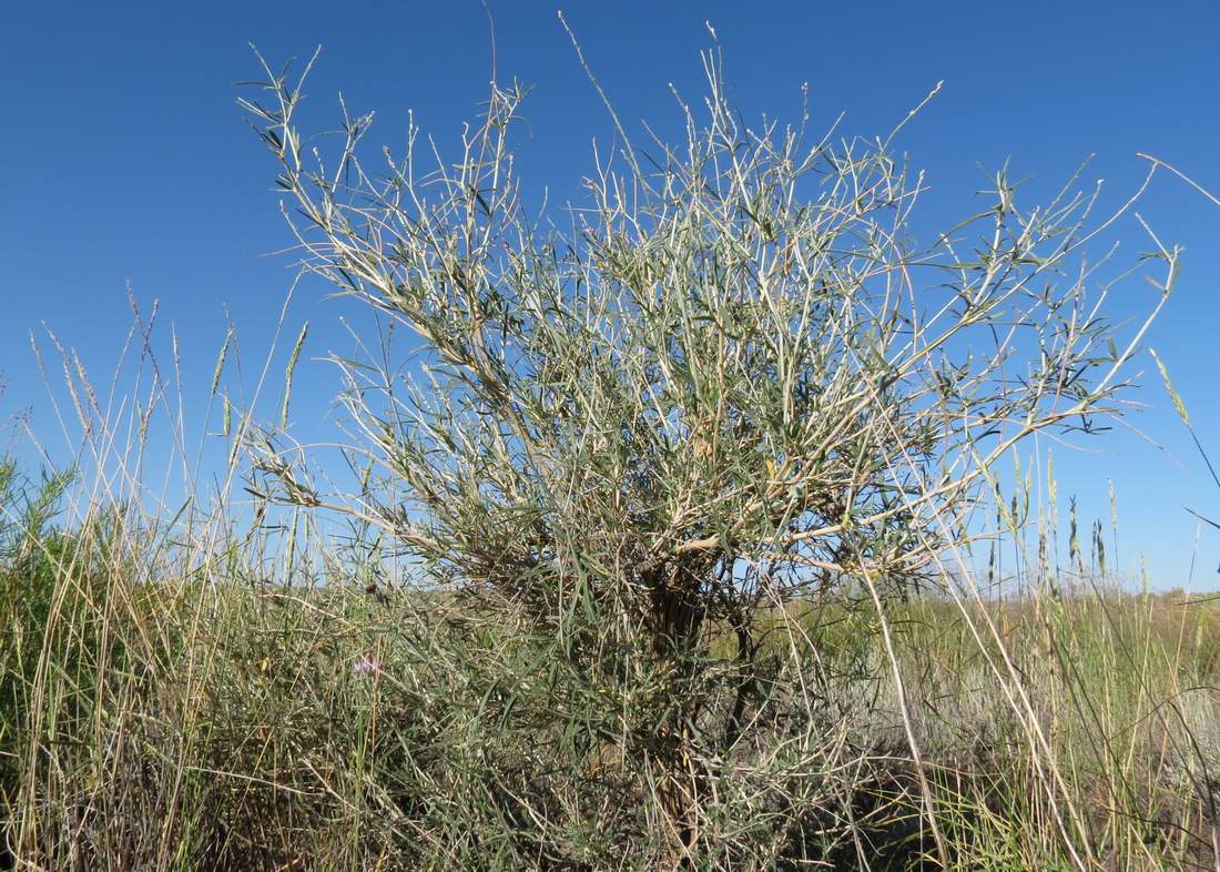 Image of Astragalus brachypus specimen.